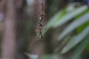 A Patient Spider